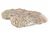 Polished Dinosaur Bone (Gembone) Section - Utah #240716-2